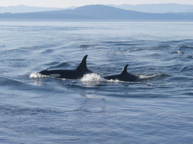 10 Tips for Whale Watching in Washington - Washington Waterfronts Blog