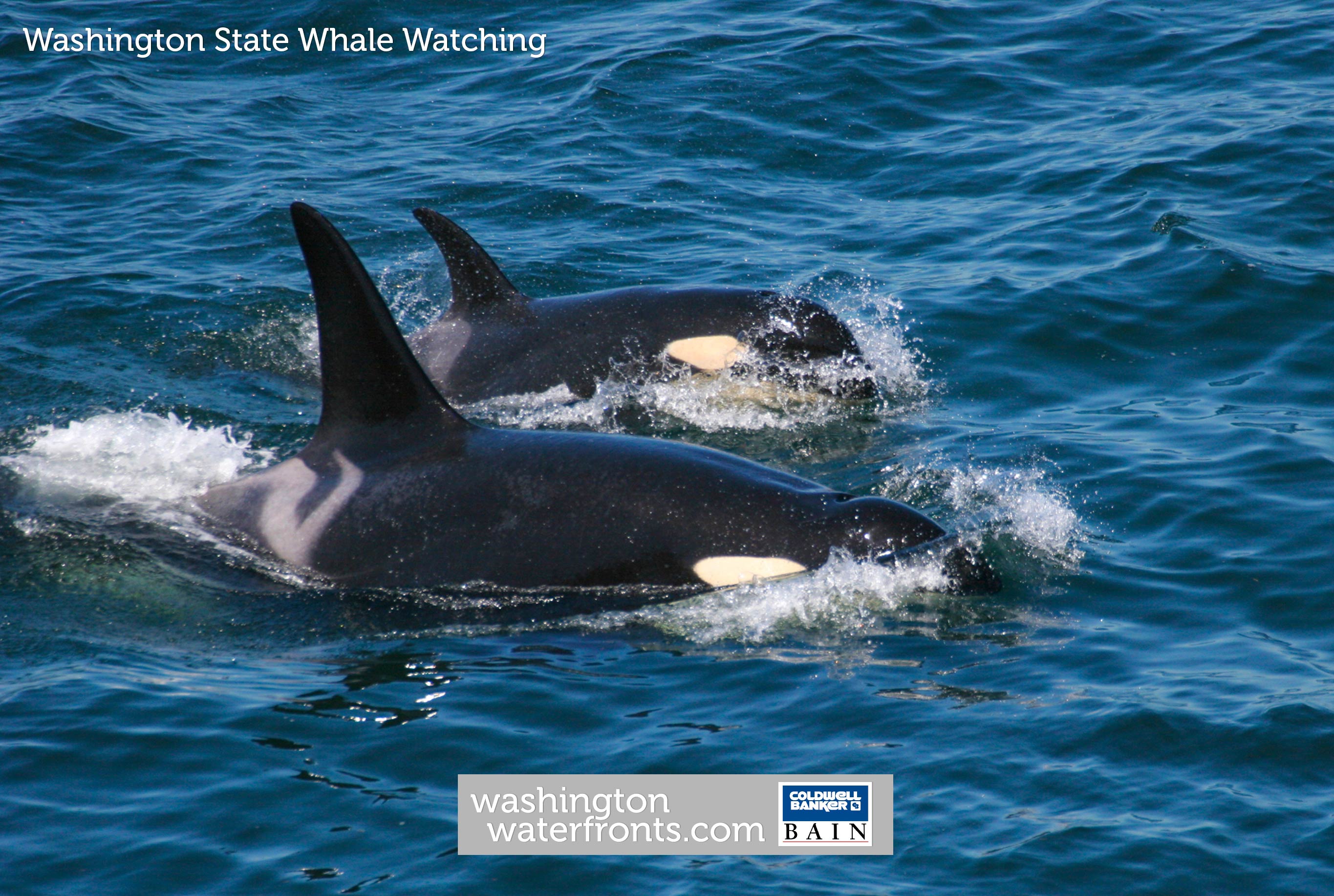 Whale Watching in Washington | Washington Waterfronts