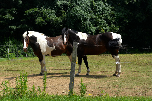 Equestrian Homes - horses