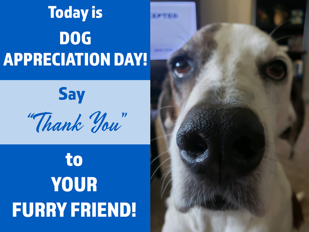 It's Dog Appreciation Day! Give your Dog a Special Day!