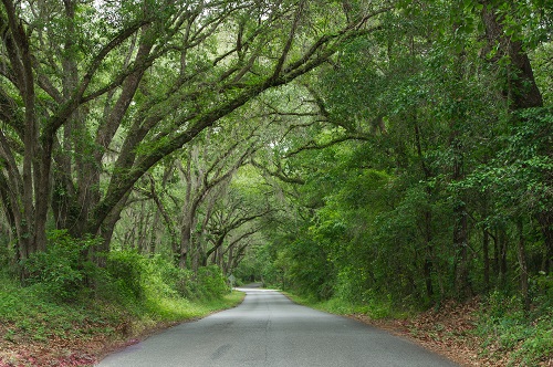 Tallahassee Canopy Road