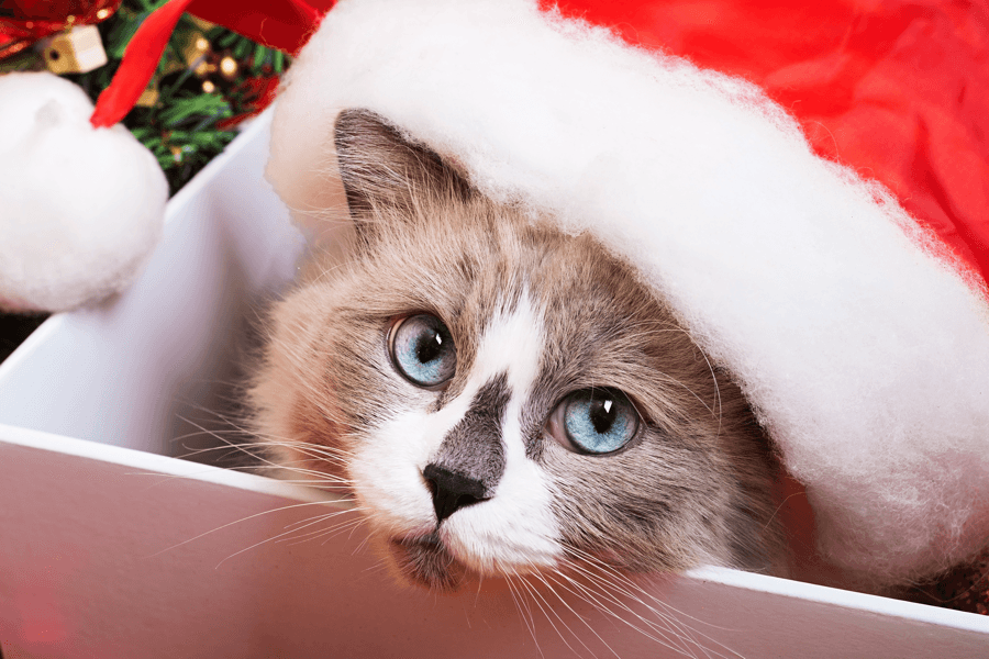 Pet Photos With Santa in Edmonton 2019 Cat Image