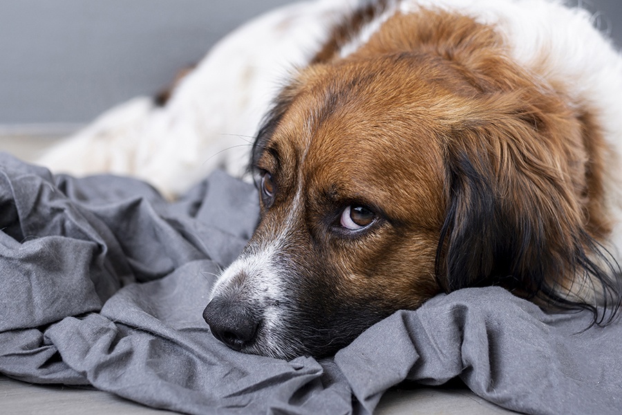 7 Deal Breakers For Homebuyers (And What to Do About Them) Pet Image