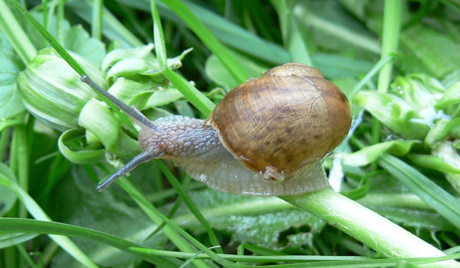 10 Simple Home Garden Hacks Everyone Should Know Slug Image
