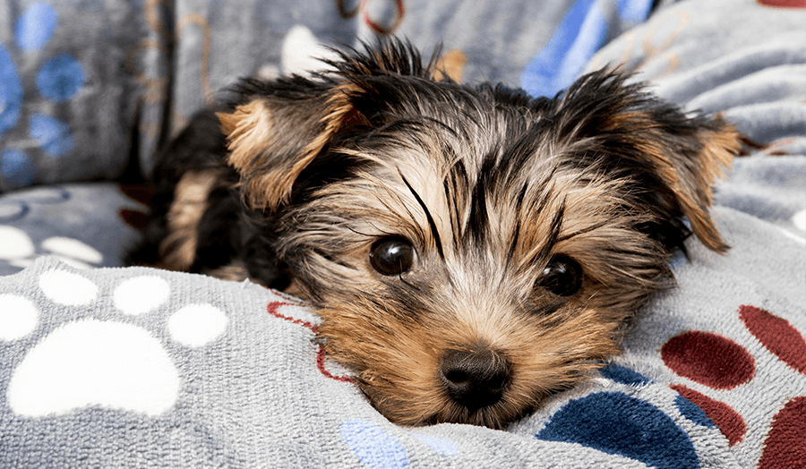 9 DIY Life Hacks Every Homeowner Should Know Puppy Image