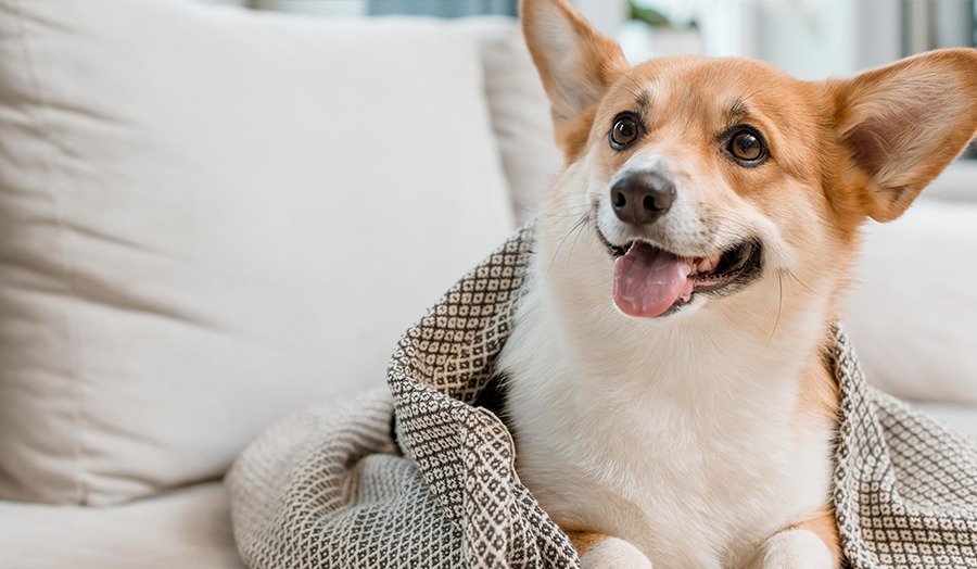 8 Tips For Relieving Doggy Boredom at Home Food Puzzle Image