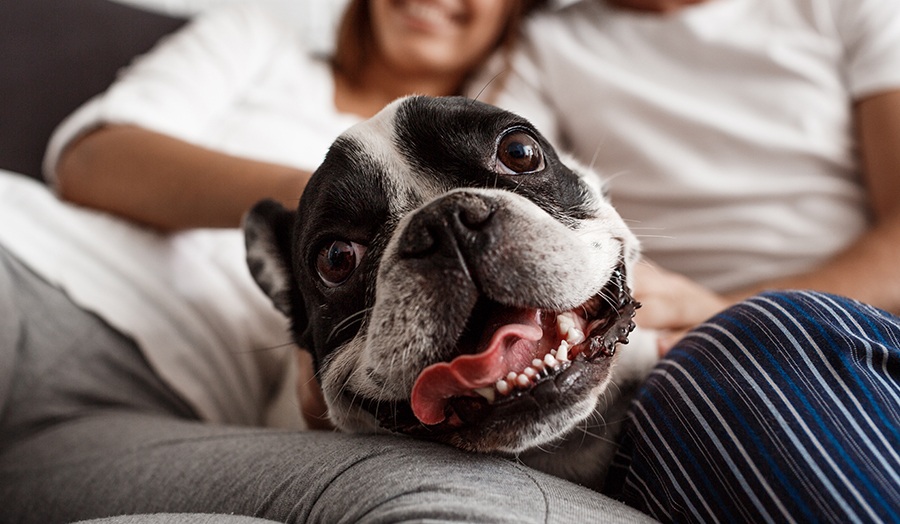 8 Tips For Relieving Doggy Boredom at Home Dog Relazing Image