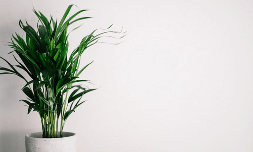 Effective Spring Staging Tips for Your Edmonton Home Plant Image