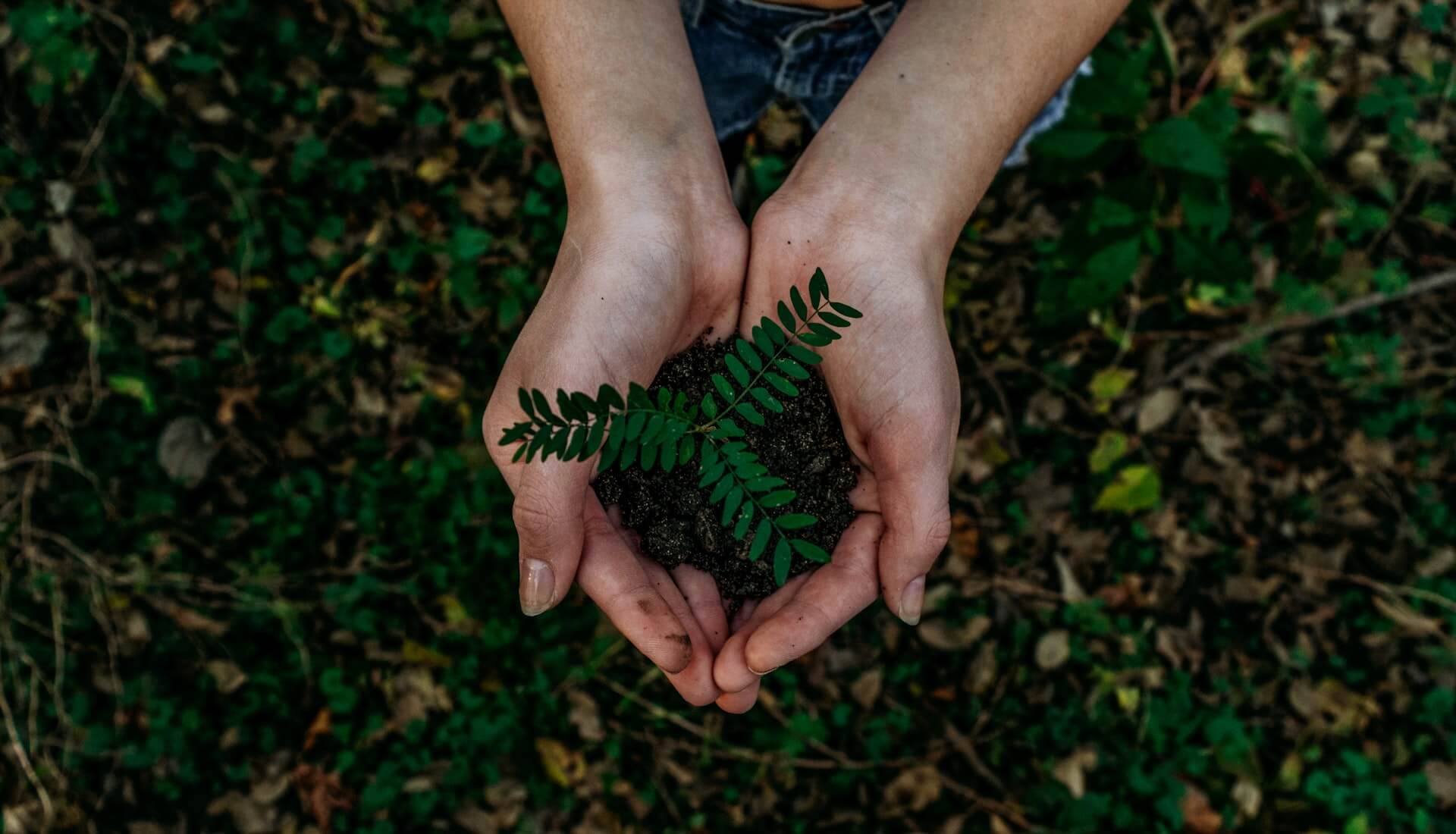 How Eco-Friendly Improvements Can Impact Edmonton Real Estate Plant Image