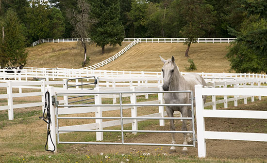 32++ Horse farms for sale near rochester ny ideas