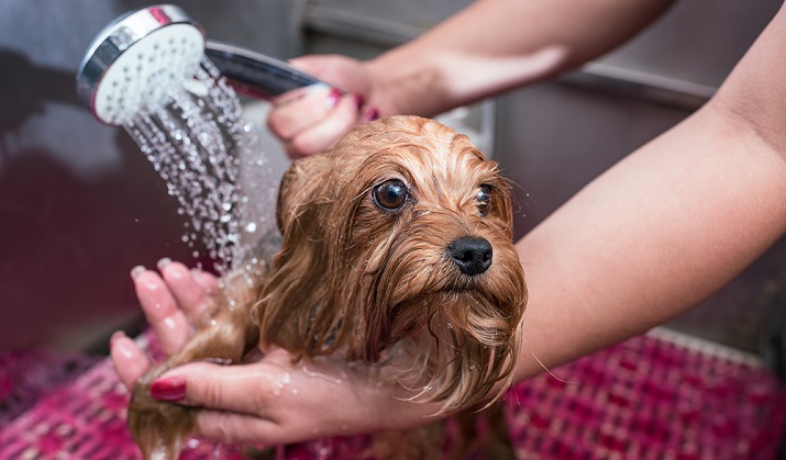 A dog gets a shower in his dog shower