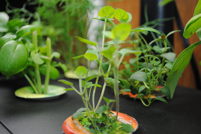 growing vegetables and herbs indoors