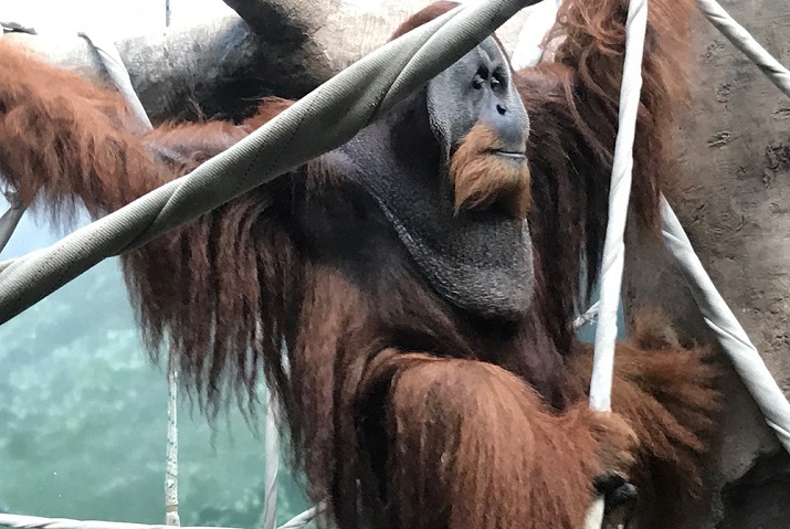 Orangutan at the Fort Wayne Children's Zoo