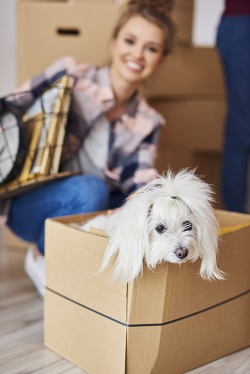 Sad dog adjusting to new home