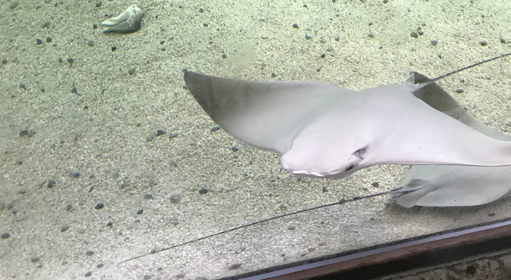 A stringray at the Fort Wayne Children's Zoo