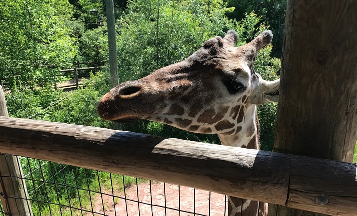 Giraffe at the Fort Wayne Children's Zoo