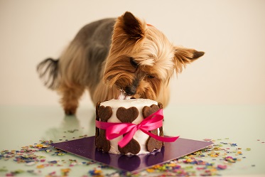 Cute dog eating a dog birthday cake
