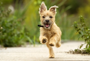 Cute dog running through dog park