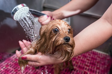 Cute dog getting a shower