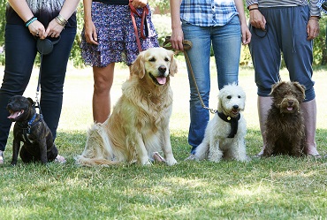 Dog owners with their dogs in training class