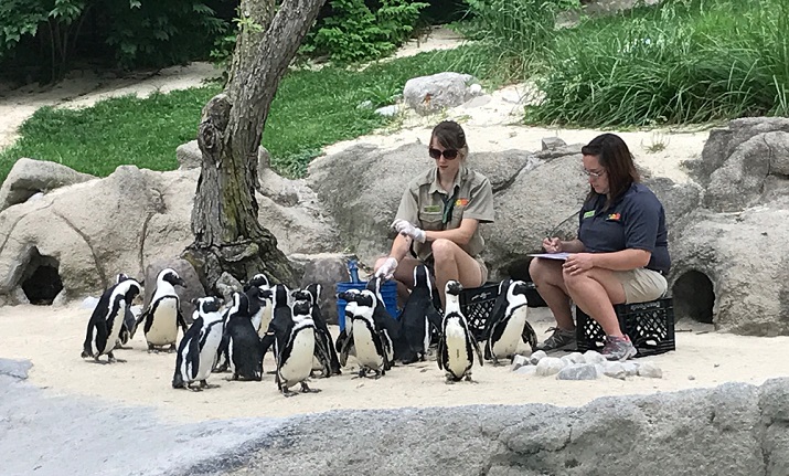 Penguins at the Fort Wayne Children's Zoo