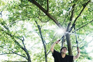 Man pruning a tree.