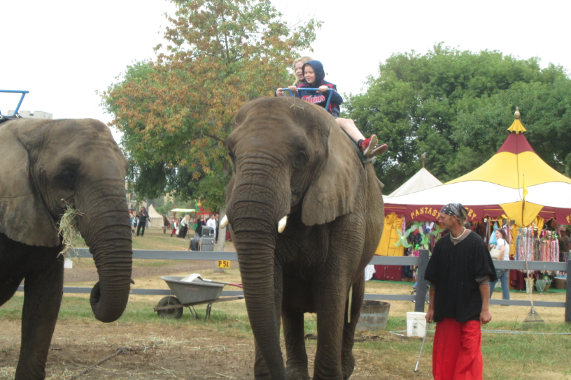 renaissance festival - elephant rides