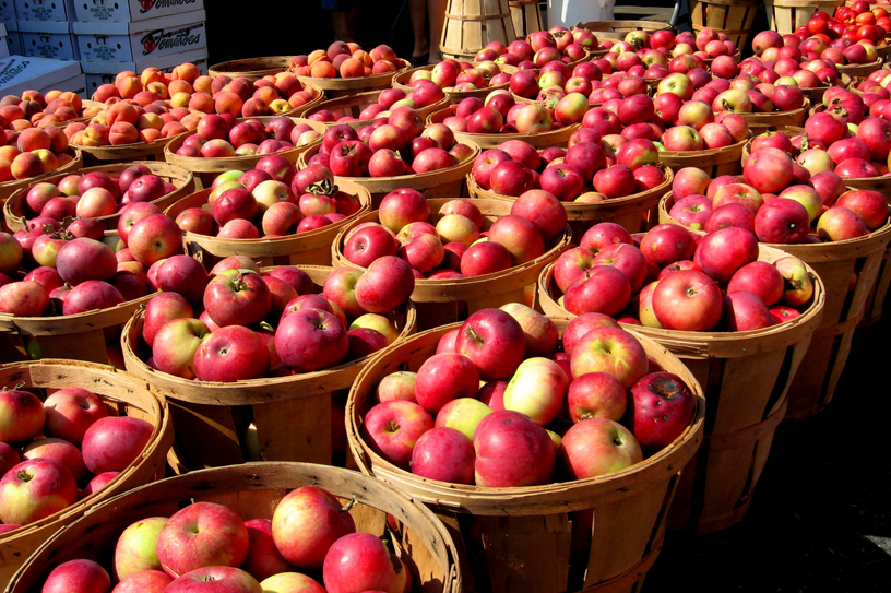 Apple Harvest 2013 - Minnesota
