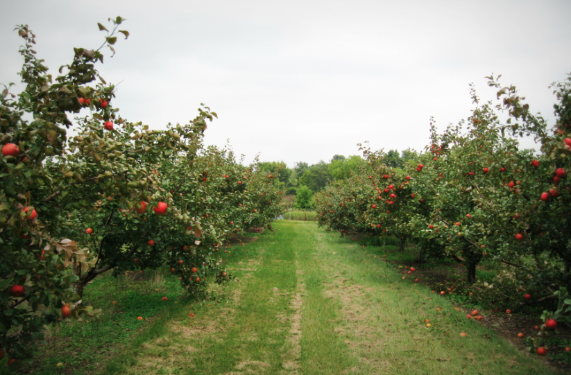 Apple Jack Orchard - Apple Trees