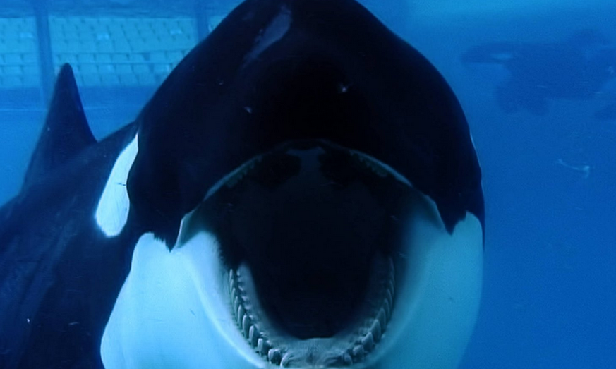 Blackfish - Documentary - Killer Whales