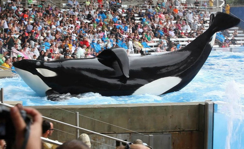 Killer Whale Controversy - Orca - Blackfish
