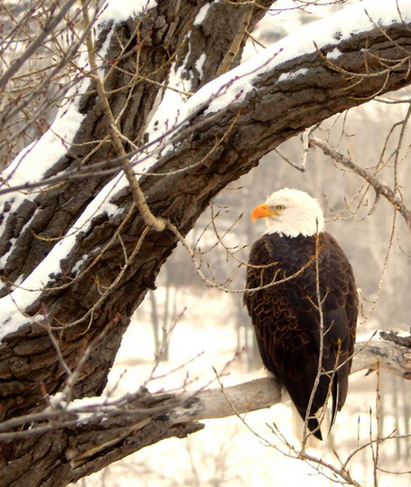 Eagles - Indian Mounds Park - Bob Roth 
