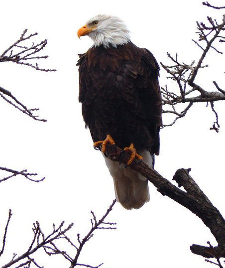 Indian Mounds Park - Eagles - Beautiful Setting - Photography - Bob Roth 