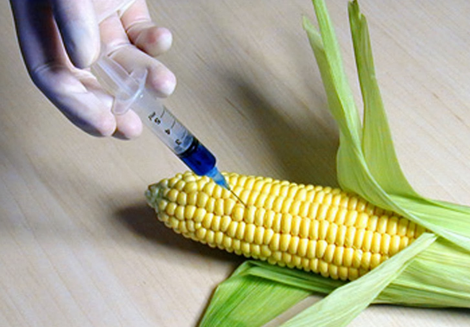 Food Sustainability - GMO - Corn - Farmers - 2014