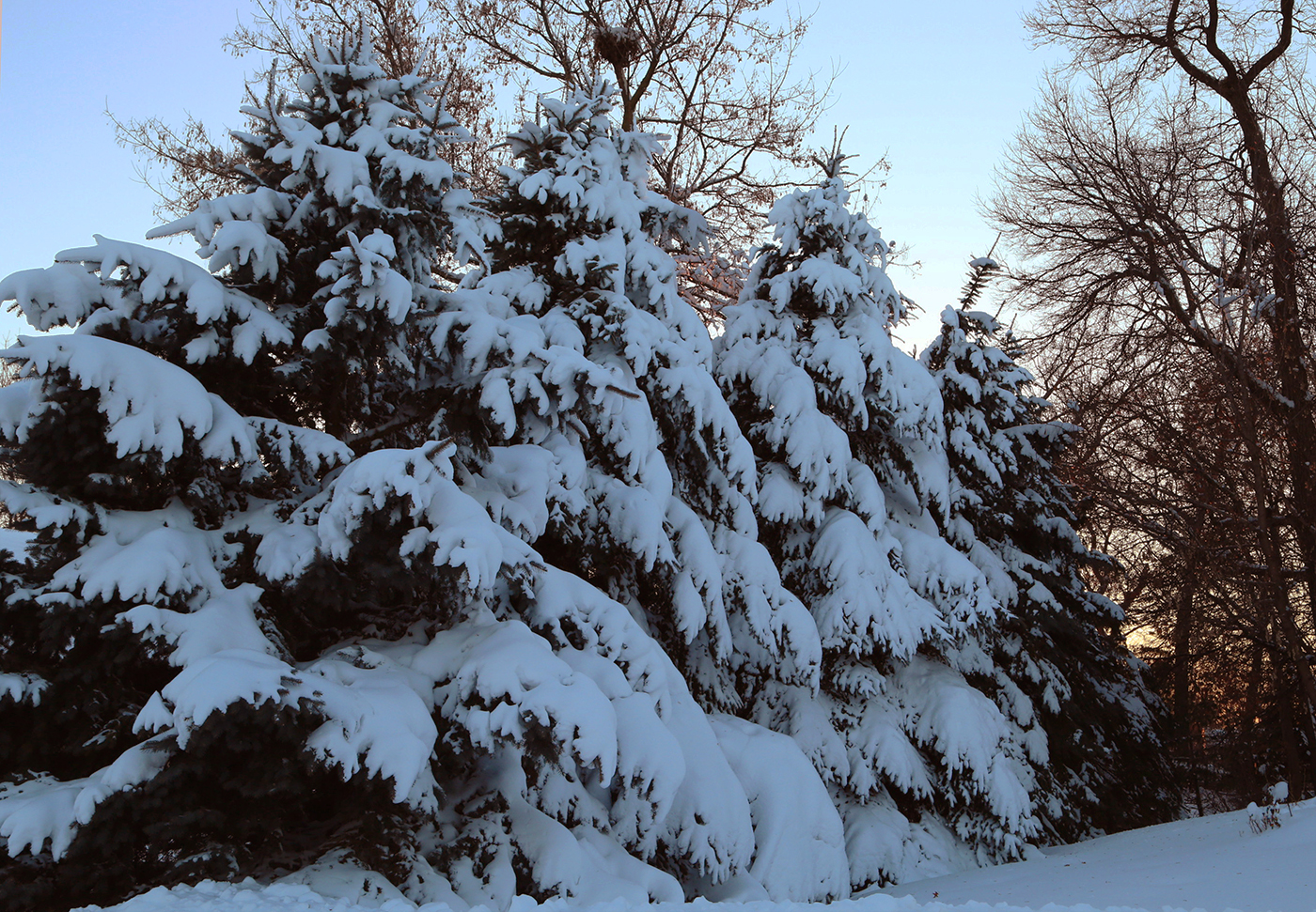 Beautiful Snow - Pine Trees - Minnesota