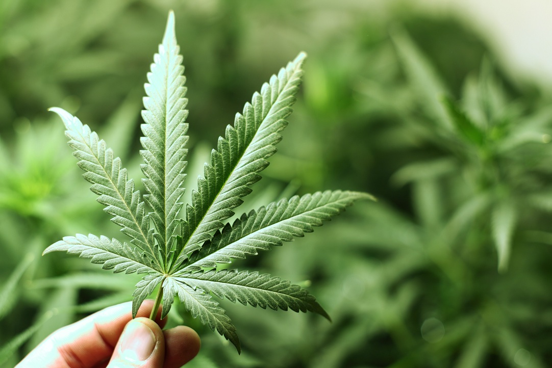 Marginal Majority Favor Medical Marijuana in Minnesota
