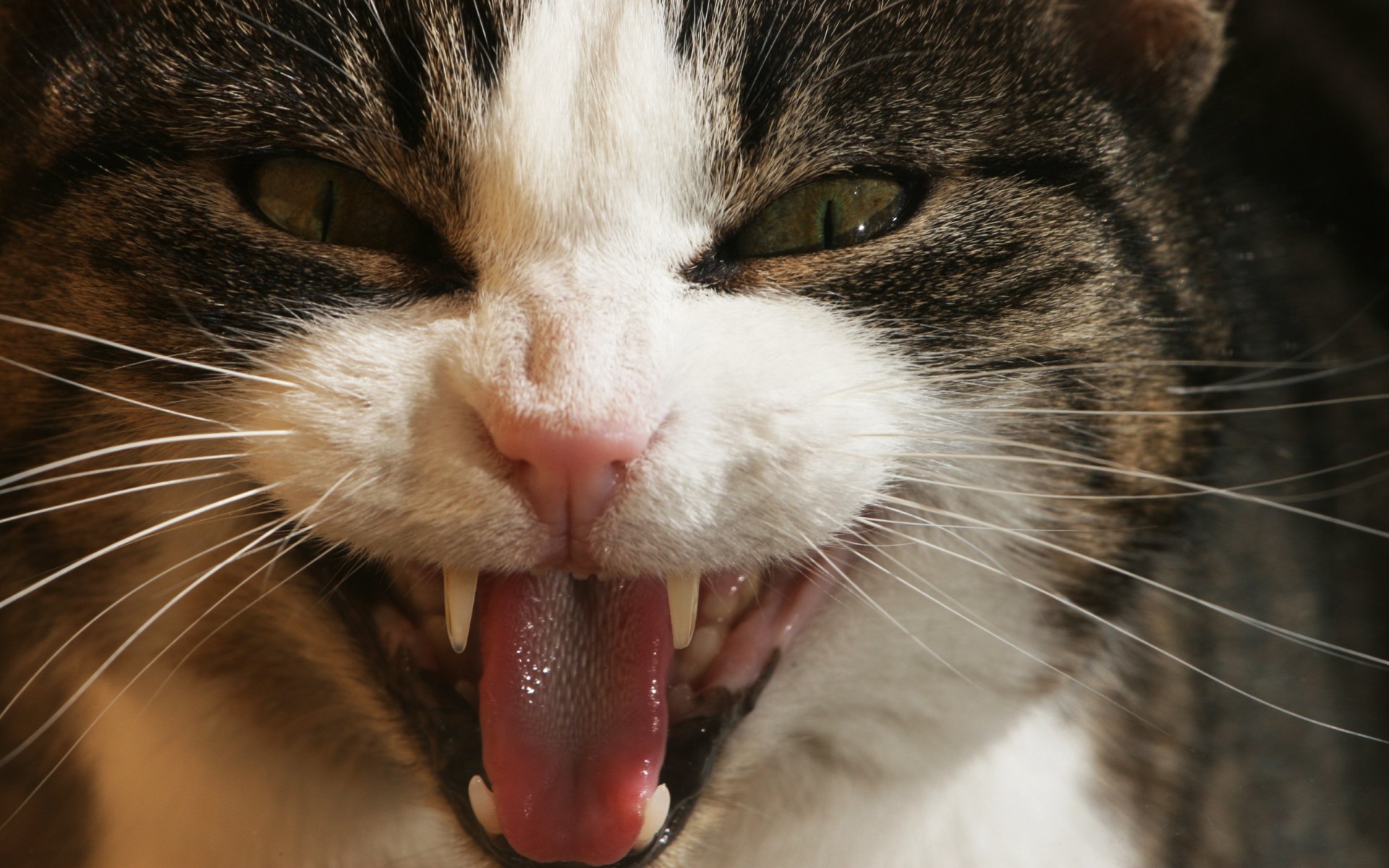 Mean-Cat-Mayo Clinic Study Explains Cat Bites Landing People in the Hospital