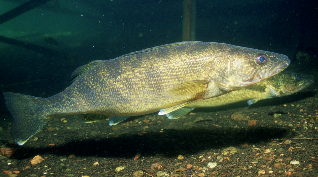 Walleye Regulations Remain Tight at Mille Lacs Lake - Walleye fish
