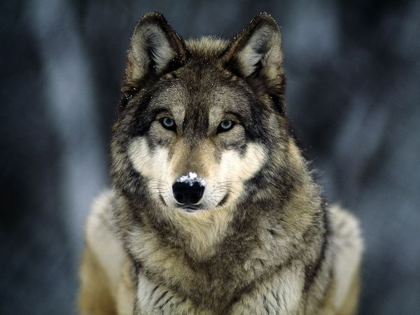 Wolf Found Dead After Traveling Across Ice Bridge on Lake Superior