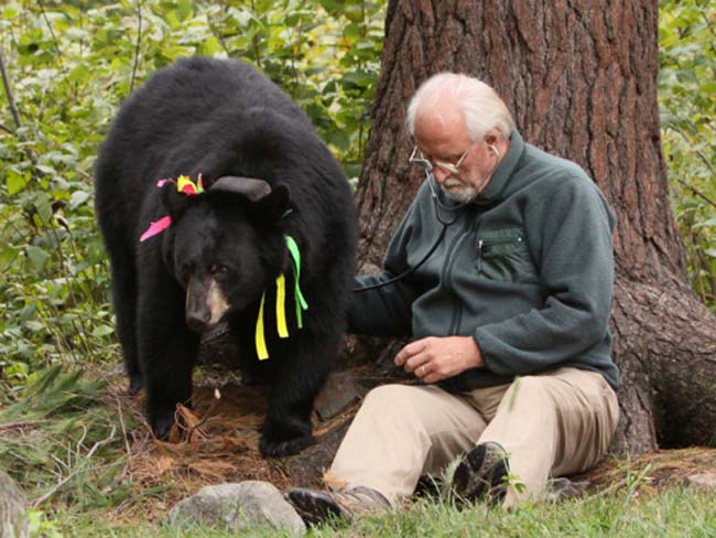 dr lynn rogers - bear research - bear controversy - 2014