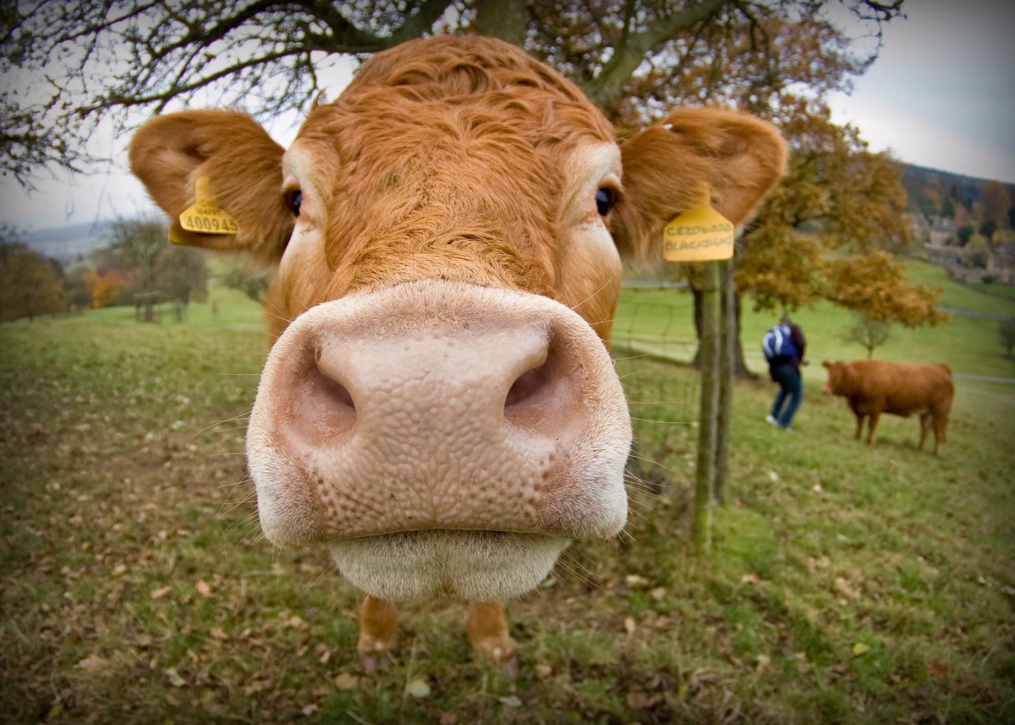Livestock cow face