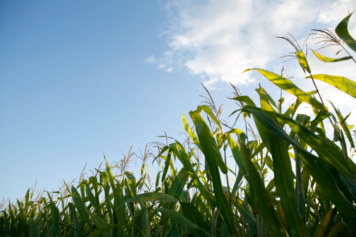 corn- food security
