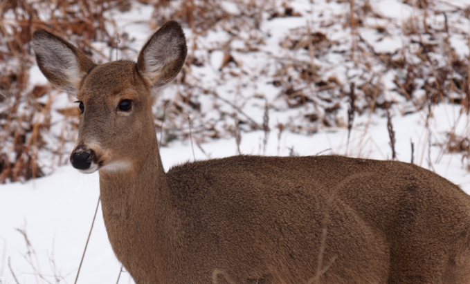 white tail deer - minnesota - 2014 - DNR feeding population