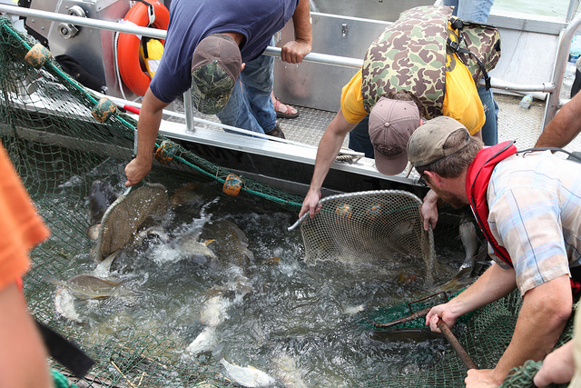 Invasive Carp Being Netted