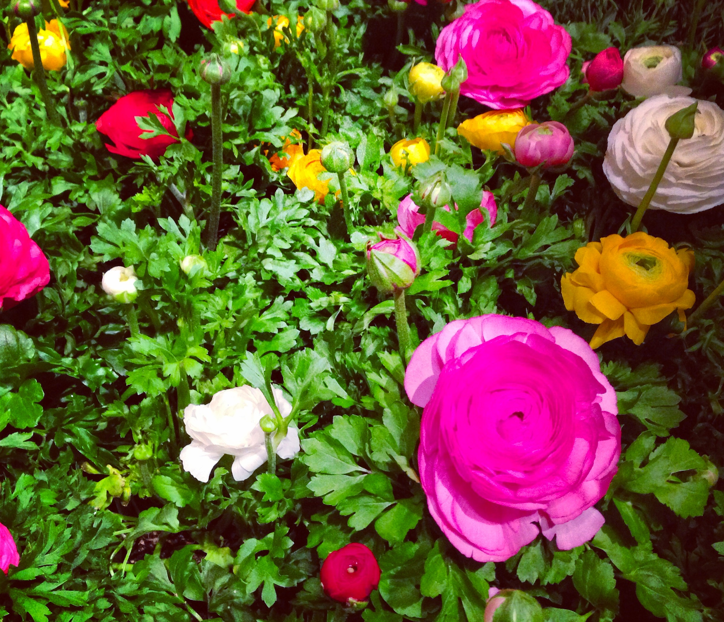 macy's - secret garden show - flowers - 2014