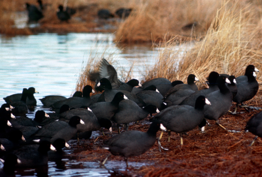Flock_of_American_Coots_Commonly_Seen_Migrating_Through_Twin_Cities_Lakes