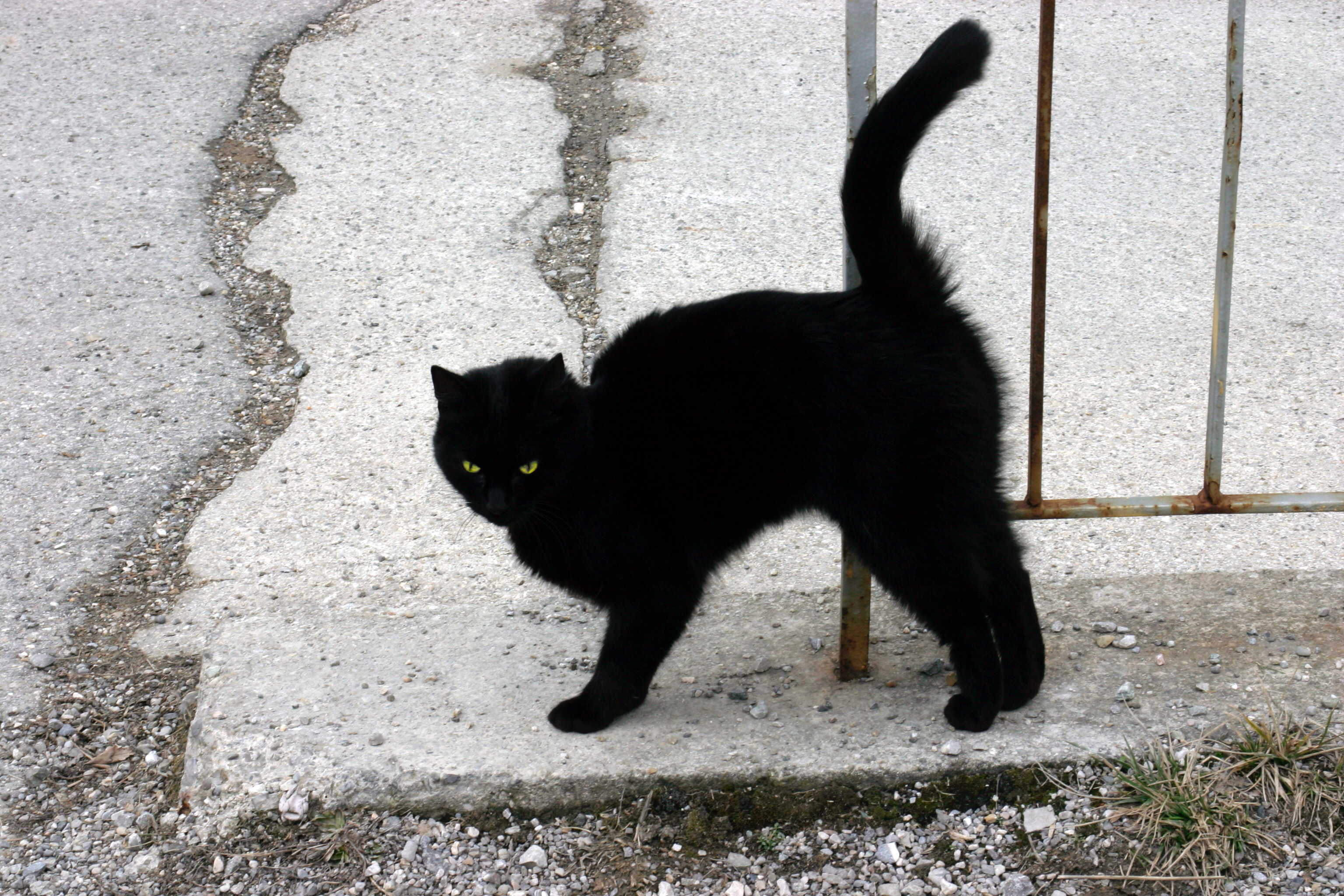 A_Black_Cat