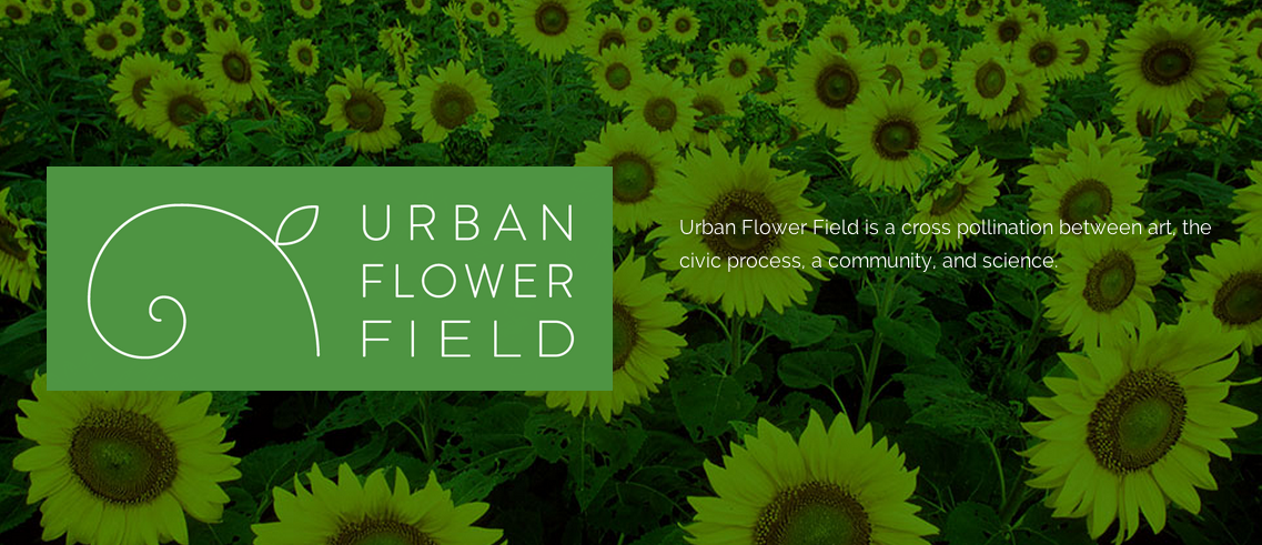 urban flower field - st paul