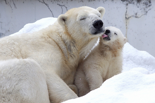polar bears added to como zoo