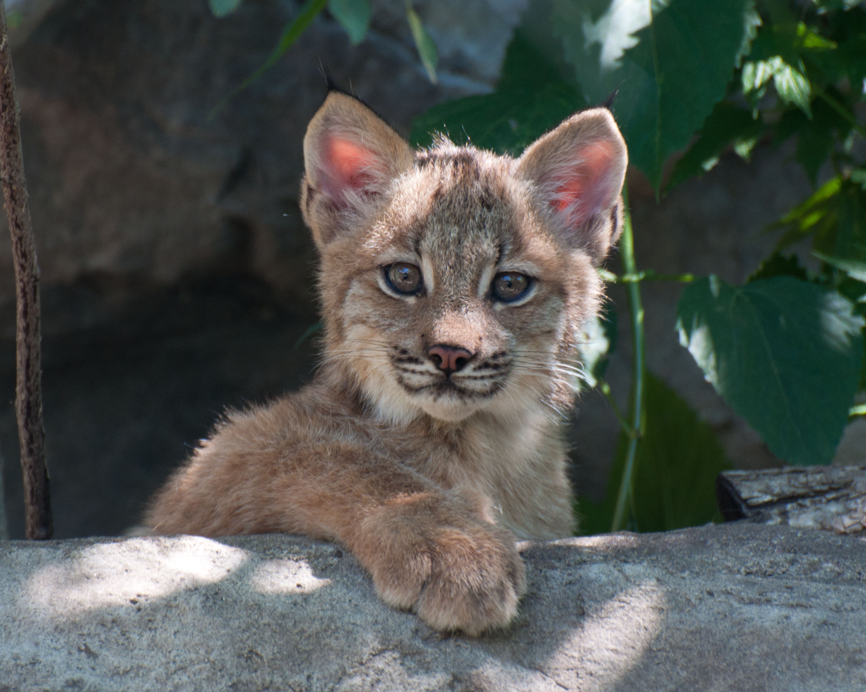 Lynx kitten mn zoo
